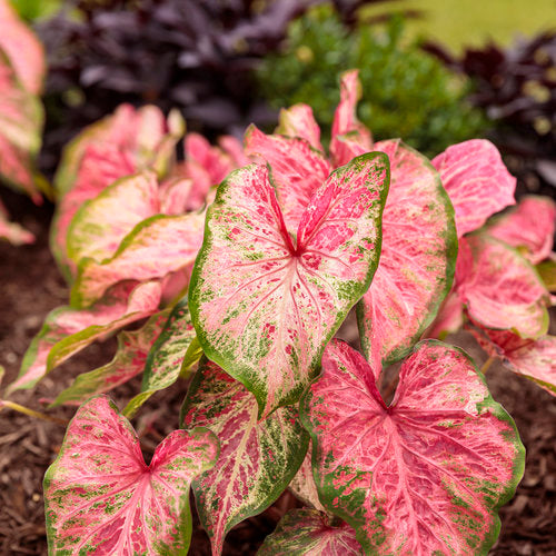Heart to Heart Blushing Bride caladium in a pot