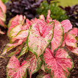 Heart to Heart Blushing Bride caladium in a pot