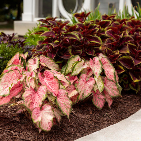 Heart to Heart Blushing Bride caladium in a pot