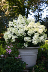 BOBO panicle hydrangea with white flower clusters in a pot