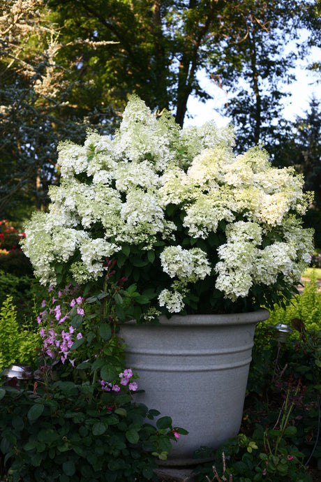 BOBO panicle hydrangea with white flower clusters in a pot