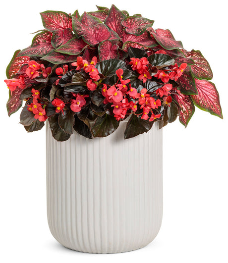Surefire Cherry Cordial begonia with red blooms in a pot