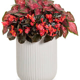 Scarlet Flame caladium with red and green heart-shaped leaves