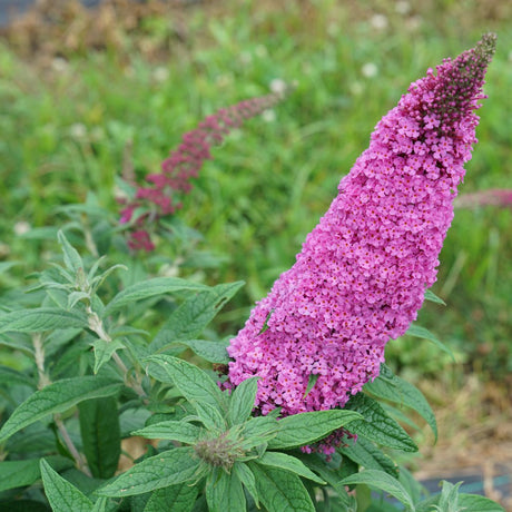 Pugster Pinker butterfly bush with pink flowers in a pot