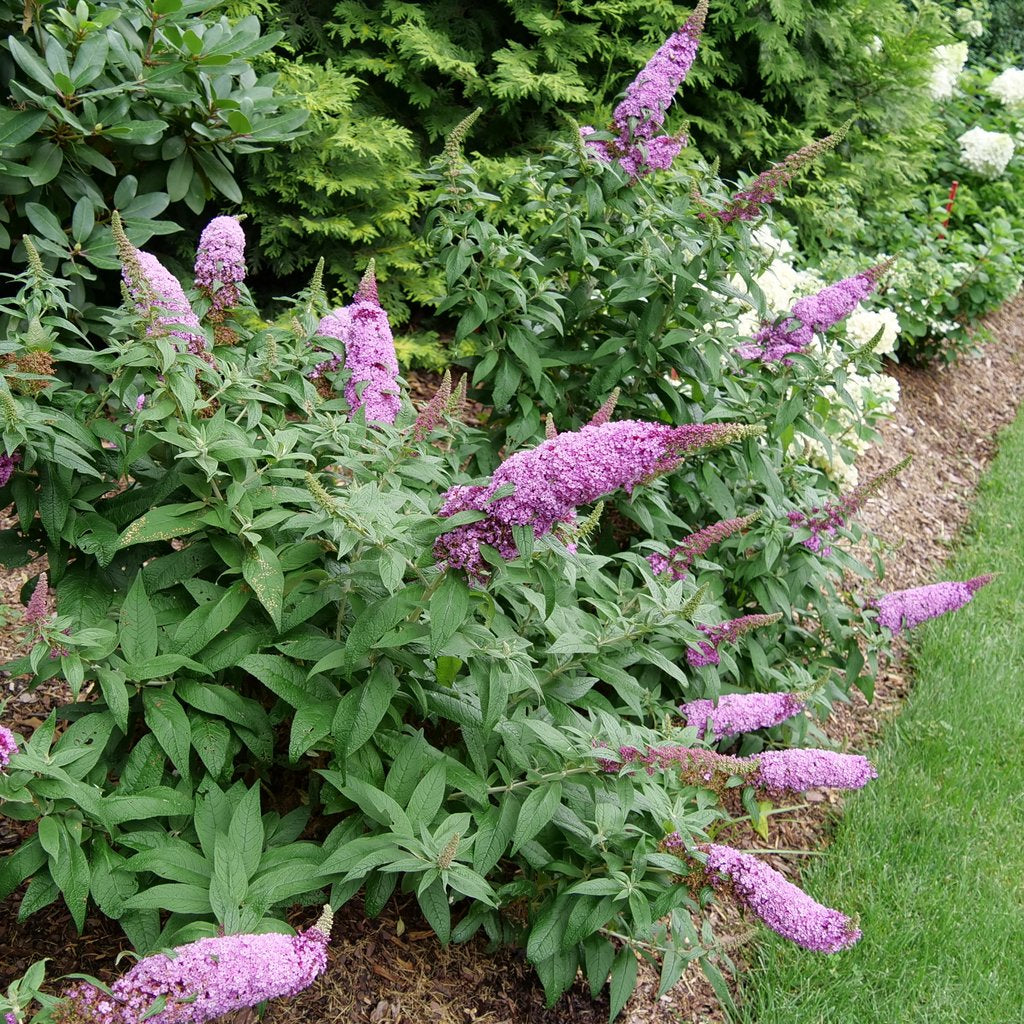 PUGSTER PINKER® Butterfly Bush | Proven Winners® – Creekside