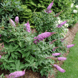 Pugster Pinker butterfly bush with pink flowers in a pot