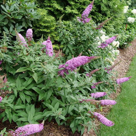 Pugster Pinker butterfly bush with pink flowers in a pot