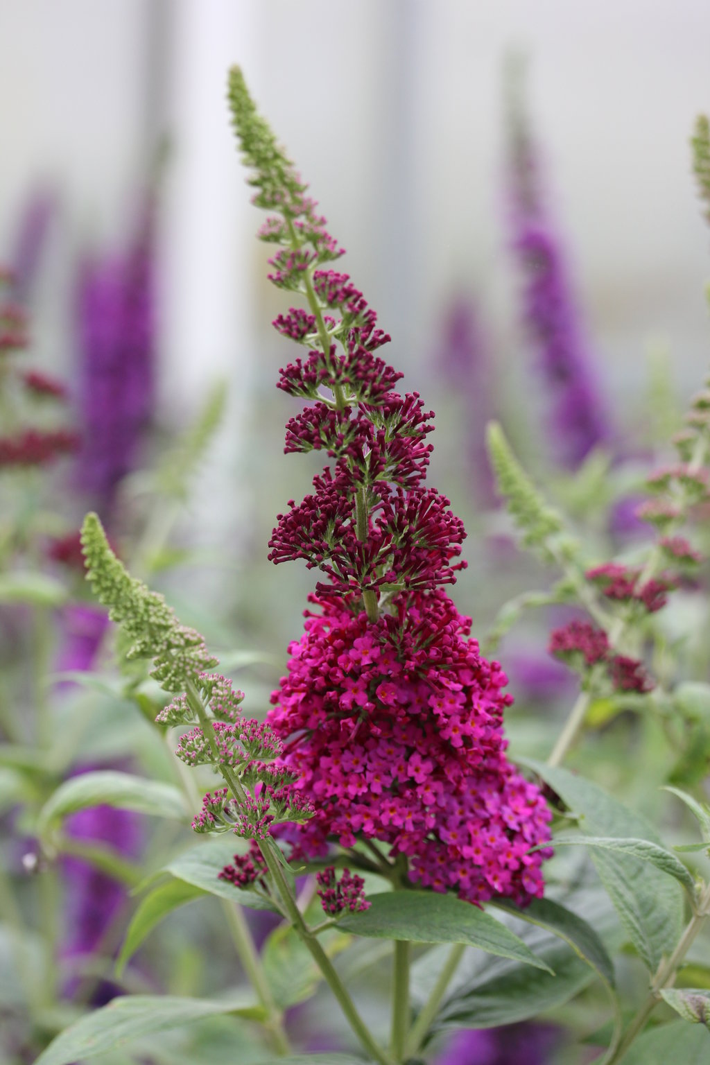 Miss Molly butterfly bush with purple flower spikes