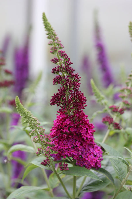 Miss Molly butterfly bush with purple flower spikes
