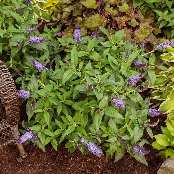 Proven Winners Pugster Butterfly Bush - Thumbnail 5