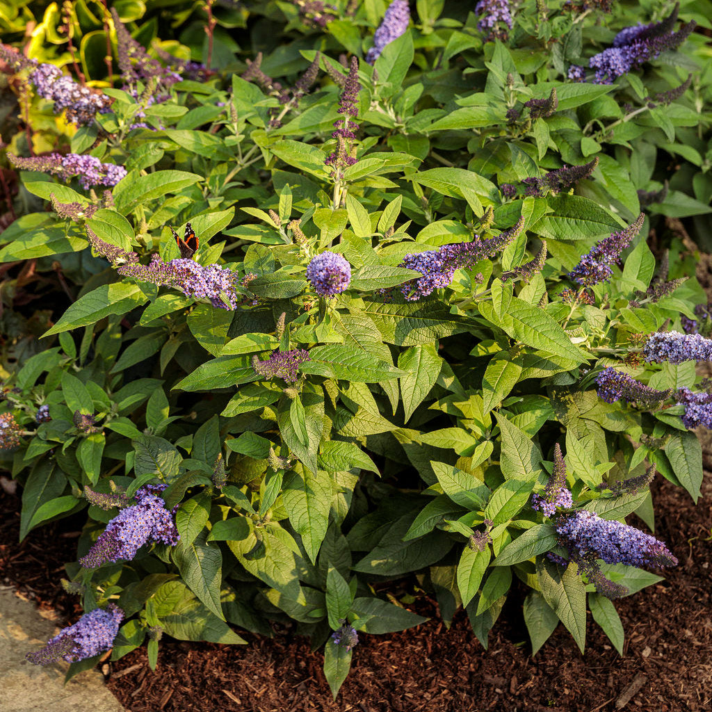 Proven Winners Pugster Butterfly Bush - Thumbnail 3