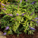 Pugster Blue butterfly bush with blue-purple flower spikes in pot