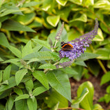 Pugster Blue butterfly bush with purple blooms in a pot