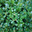 Round clipped boxwood shrub in a container