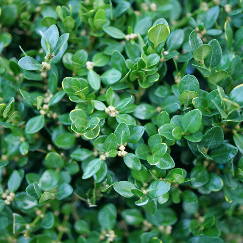Buxus NEATBALL® | Proven Winners® – Creekside Nursery, Inc