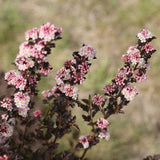 Tiny Wine ninebark shrub in a nursery pot