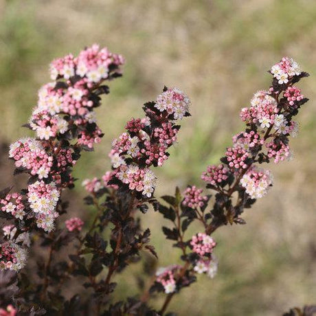 Tiny Wine ninebark shrub in a nursery pot