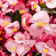 Surefire rose begonia with pink blooms in a pot
