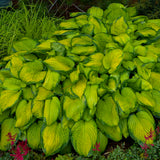 Stained Glass hosta with variegated leaves in a pot