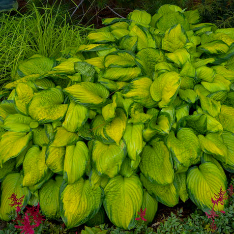 Stained Glass hosta with variegated leaves in a pot