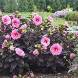 Summerific Edge of Night hibiscus with dark foliage and blooms