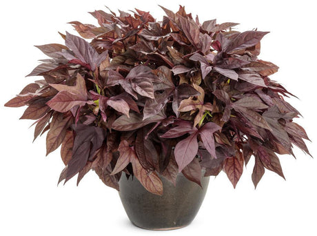 Sweet Caroline Red Hawk sweet potato vine in a pot