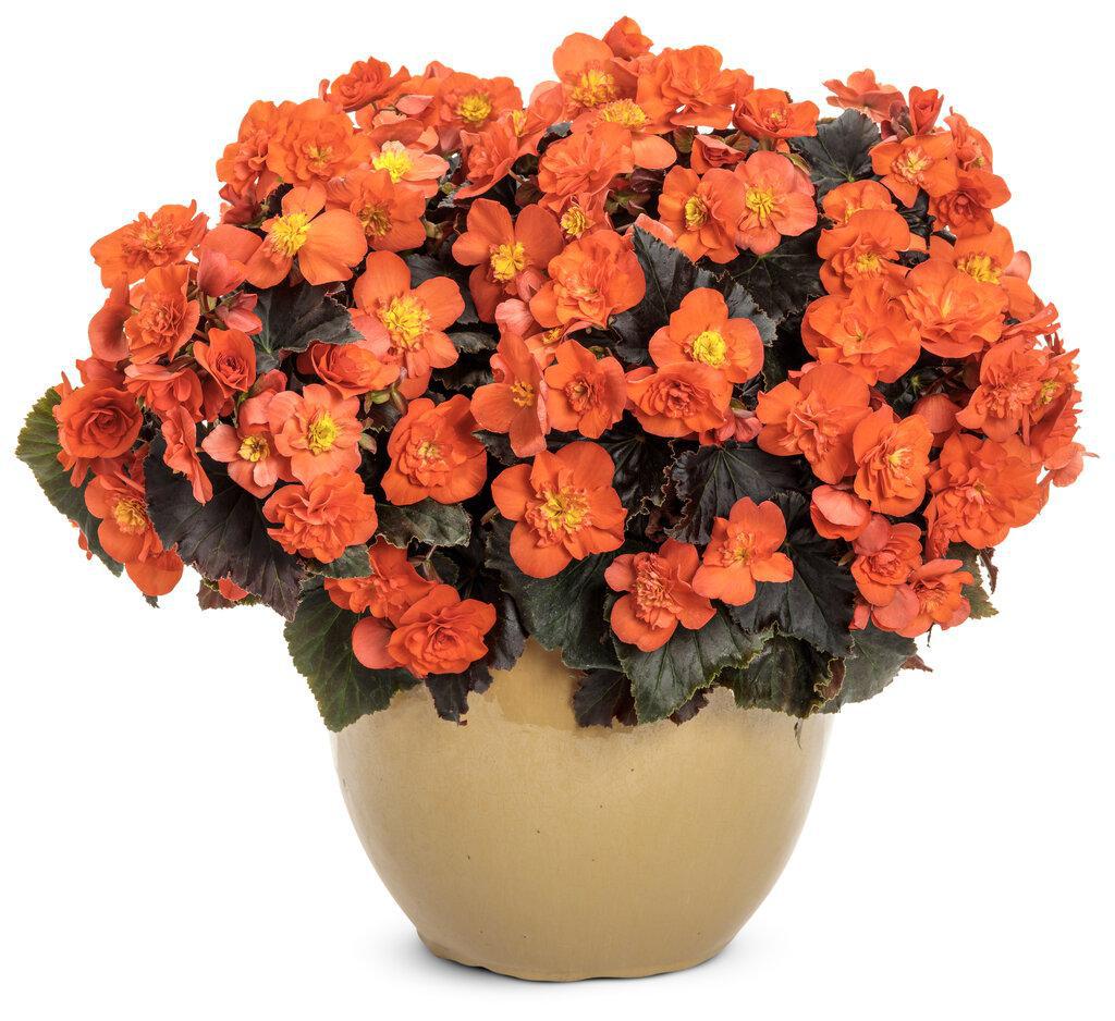 Solenia® Chocolate Orange Begonia | Proven Winners® – Creekside