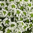 White Knight sweet alyssum in a small nursery pot