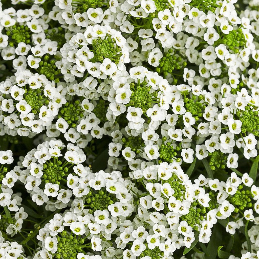 White Knight sweet alyssum in a small nursery pot