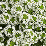 White Knight sweet alyssum in a small nursery pot