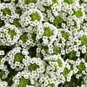 White Knight sweet alyssum in a small nursery pot