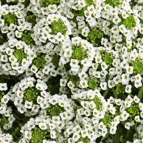 White Knight sweet alyssum in a small nursery pot