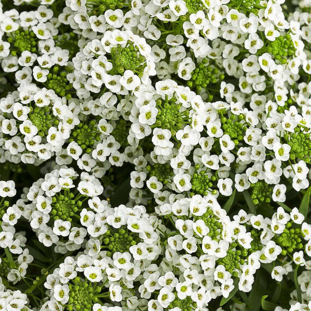 White Knight sweet alyssum in a small nursery pot