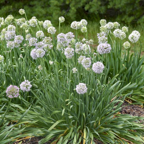 Allium 'Bobblehead' in bloom with round purple flower heads