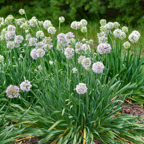 Allium 'Bobblehead' in bloom with round purple flower heads