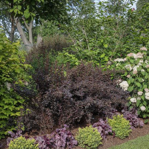 SUMMER WINE® black ninebark shrub with dark foliage