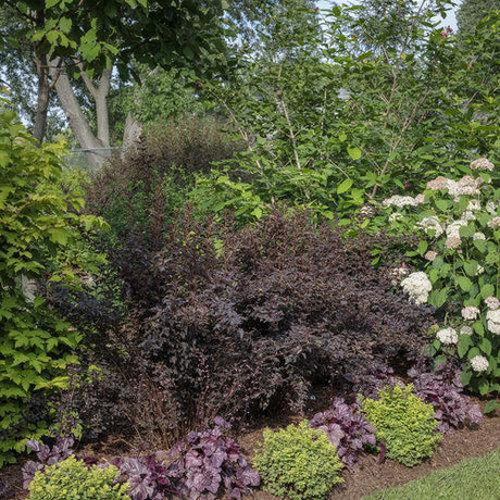 SUMMER WINE® black ninebark shrub with dark foliage