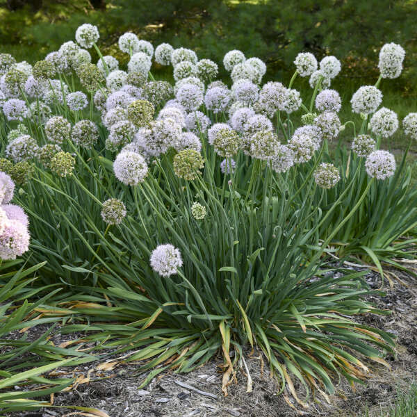 Allium 'Bobblehead' in bloom with purple flower globes