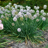 Allium 'Bobblehead' in bloom with purple flower globes