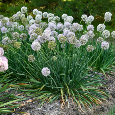 Allium 'Bobblehead' in bloom with purple flower globes