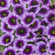Superbells Blue Moon Punch calibrachoa in a pot