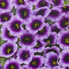Superbells Blue Moon Punch calibrachoa in a pot