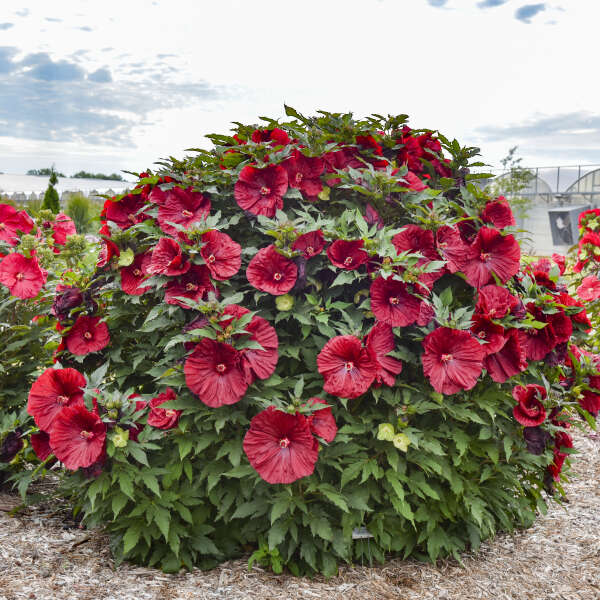 'Blackberry Merlot' Hibiscus | Creekside Champions™