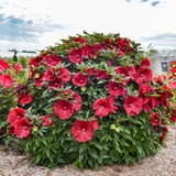 'Blackberry Merlot' Hibiscus | Creekside Champions™