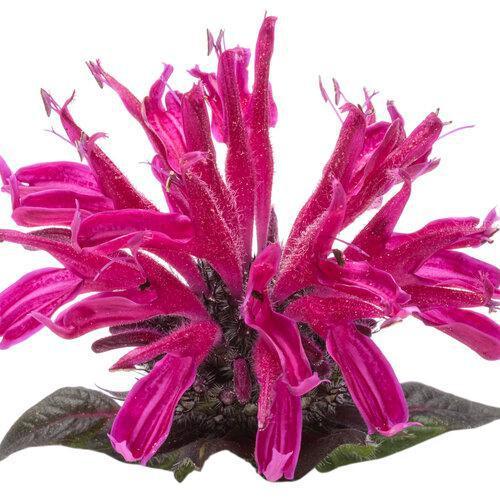 Blooming Leading Lady Razzberry Monarda with pink flowers