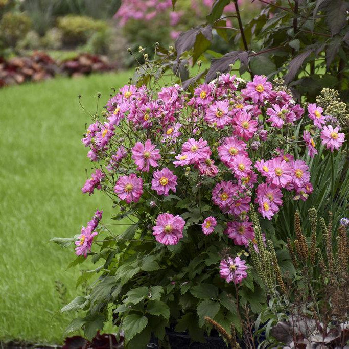 anemone 復刻版 ソマチッド Anemone FALL IN LOVE® 'Sweetly' – Creekside Nursery, Inc
