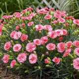 Fruit Punch Classic Coral dianthus in bloom in a pot