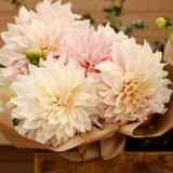 Cafe Au Lait dahlia in bloom with large pink flowers