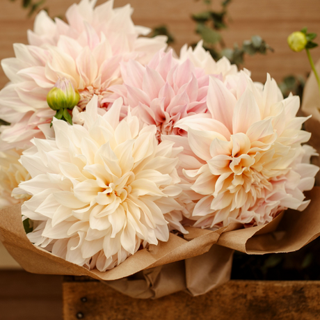 Cafe Au Lait dahlia in bloom with large pink flowers