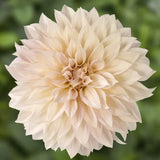 Cafe Au Lait dahlia in bloom with large cream-colored flowers